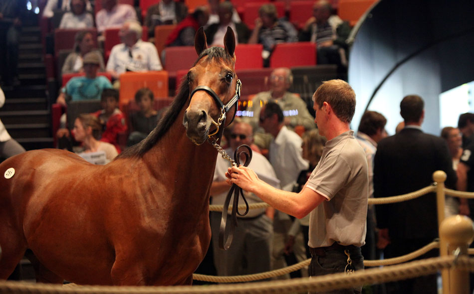 yearling-august-sale-deauville-arqana.jpg